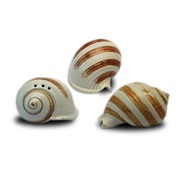 Salt- and pepper shakers in seashell design