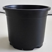 Chhajed Garden's Sunrise11cm 4.3 Inch (Black Nursery Plastic Pot) (Pack of 12)