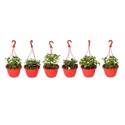 Hanging Pot Red (Pack of 6)
