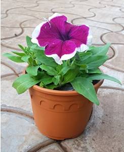 Designer Roma Pots 5 Inch [750 ml] [Pack of 6]